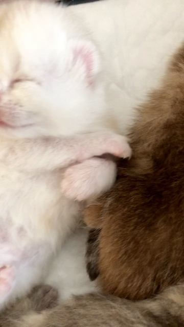 Котятам кошки Кайли 11 дней.