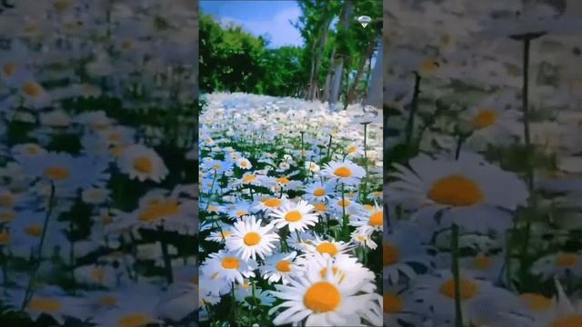 Ромашка - Марина Девятова , Алексей Петрухин