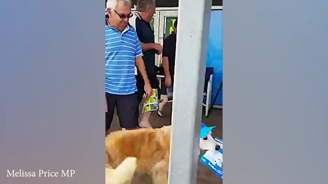 Когда у вас есть собака с IQ 200