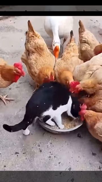 Наши любимые котики