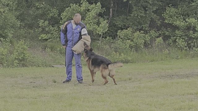 4 Отл. Grosefohnon TARLAN +++ №21. КЧК ХАБАРОВСК 13 июня`25 В.Киселева Моно н/о
