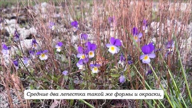 Фиалка трехцветная (титры, зак. текст + музыка) Рубрика "Расскажите детям"