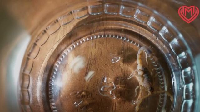 🦂Москвичку ужалил скорпион, когда она убиралась в шкафу🦂