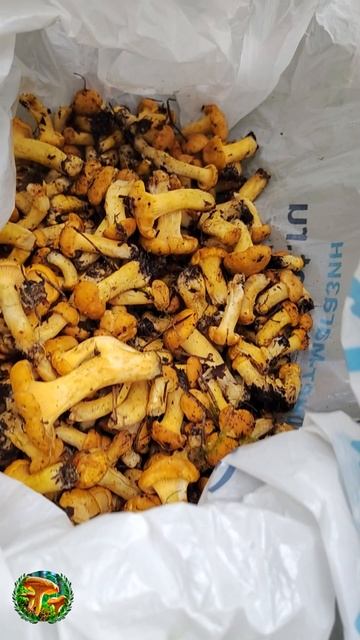 Мега сбор за час!