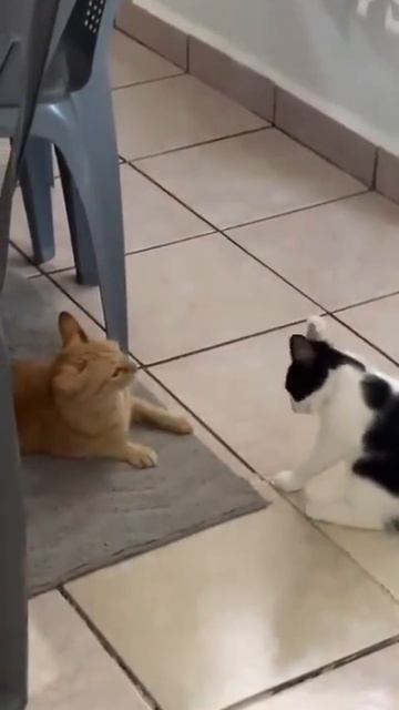 Разговор двух котов