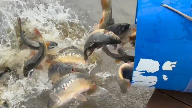 Запуск карпа в основной водоем 1300 кг !!!