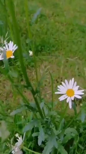 petal_20250626_222840.mp4