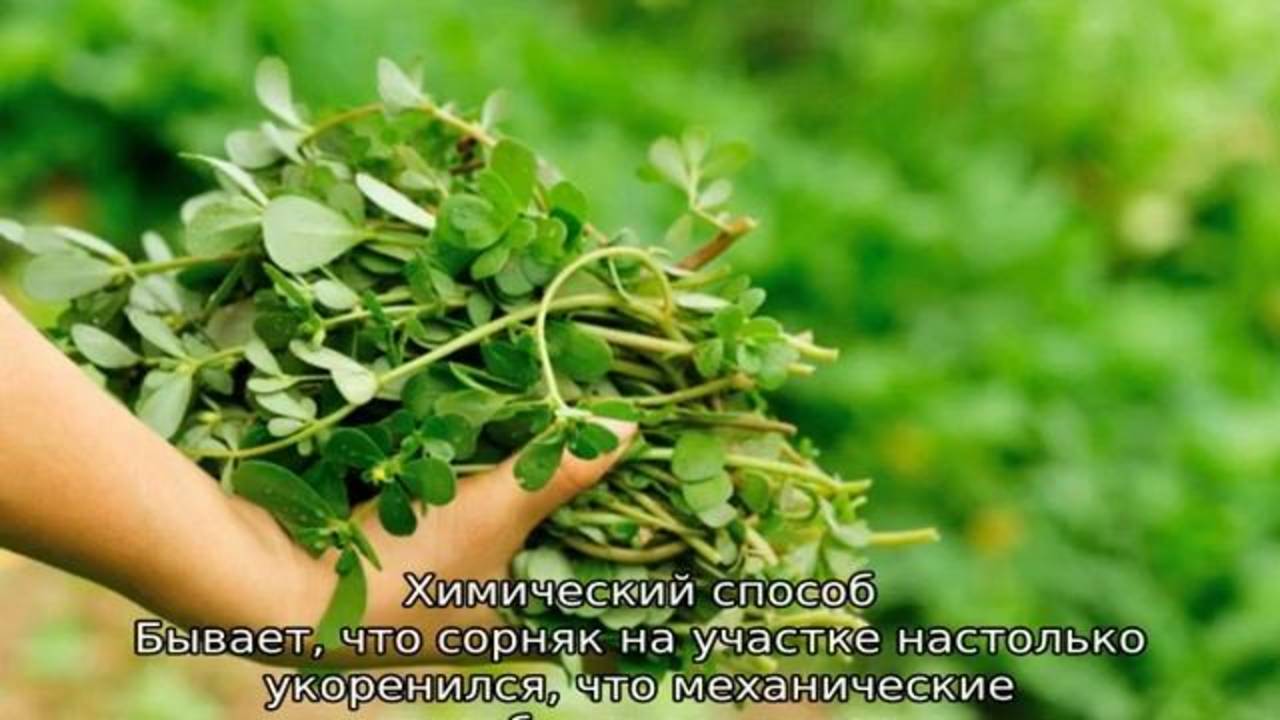Как избавиться от портулака огородного: 5 эффективных методов