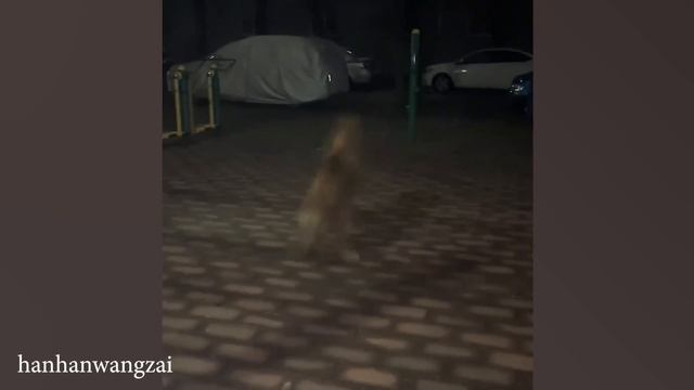 Иногда моя собака забывает что она собака