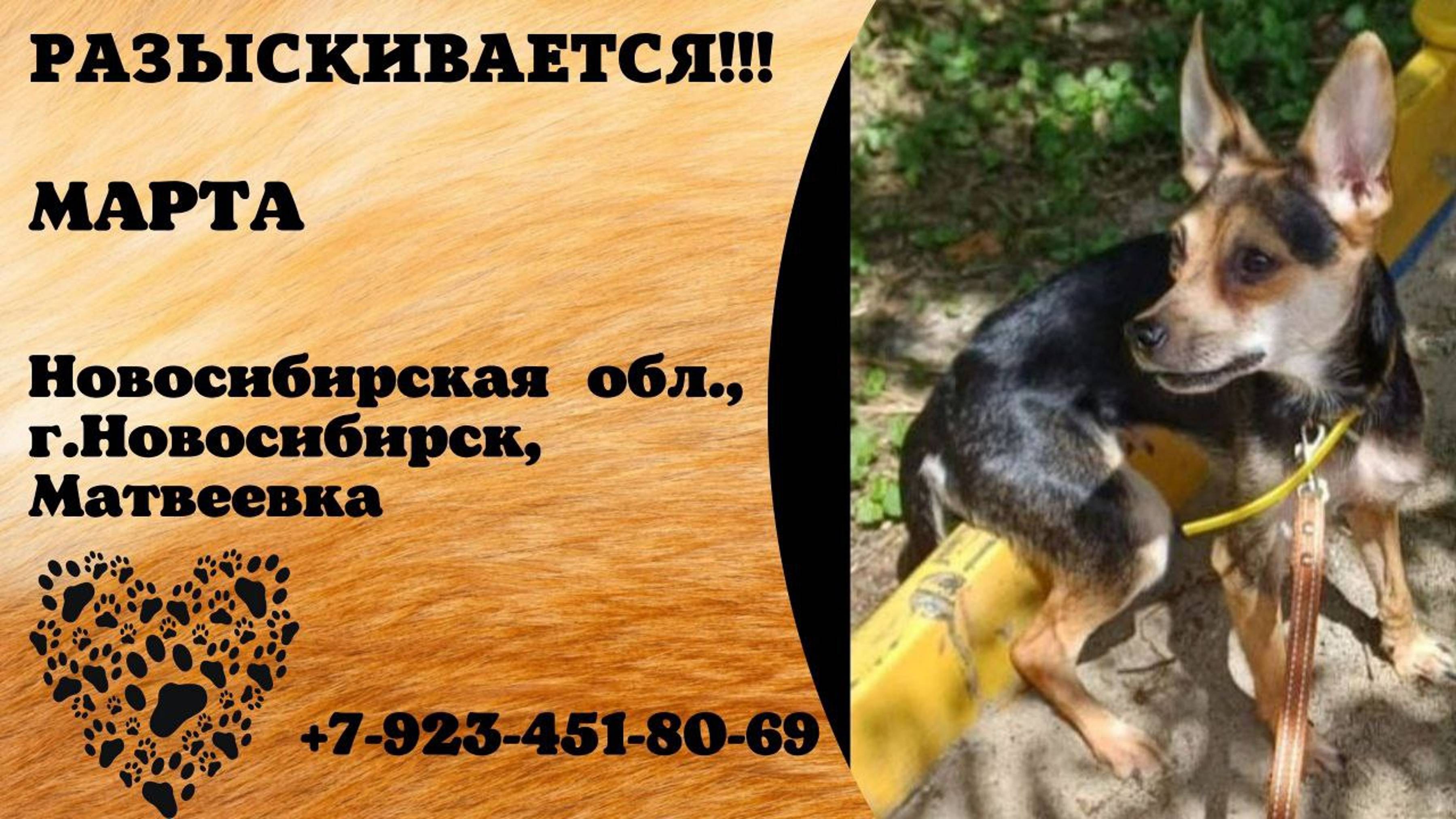 Пропала собака! МАРТА. Новосибирская обл,г.Новосибирск