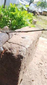 СЛИЗЕНЬ ПИТОМЕЦ