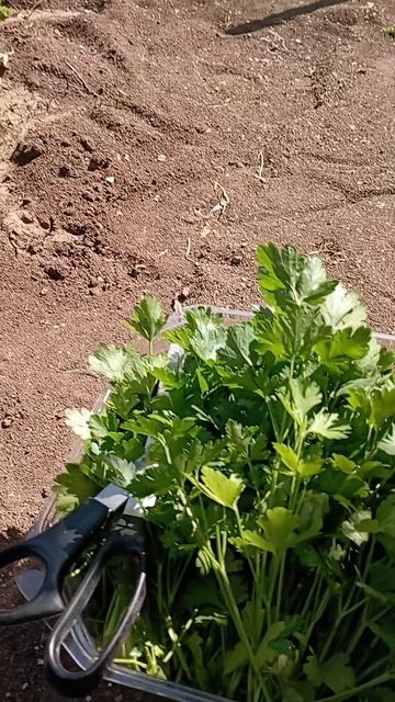 первая заготовка на зиму/петрушка/заготовки/заготовки на зиму/