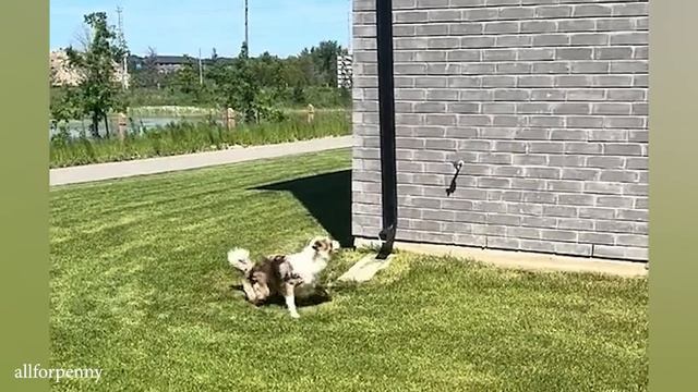 Самые смешные видео С ЖИВОТНЫМИ 2024 года заставят вас ТАК СИЛЬНО СМЕЯТЬСЯ
