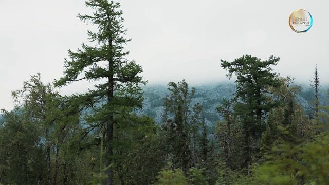 Ролик Тулым