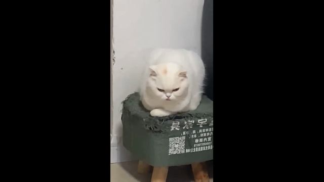 Смешные котики - часть 31