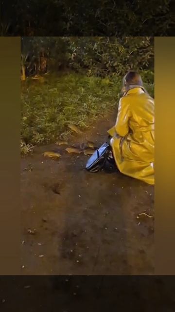 В Питере и Ленобласти нашествие крыс — местные массово сталкиваются грызунами