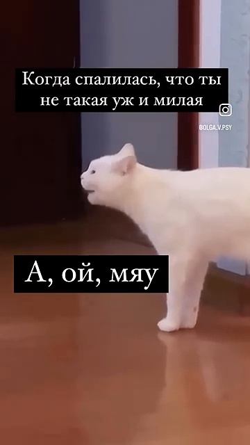 Мяяууу😂