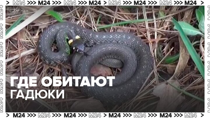 Натуралист рассказал, где в столичном регионе обитают гадюки - Москва 24