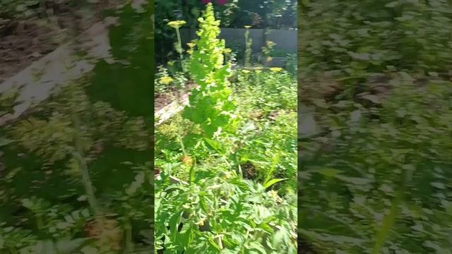 Огурцы подкормила🥒 Смородину собрала🌺