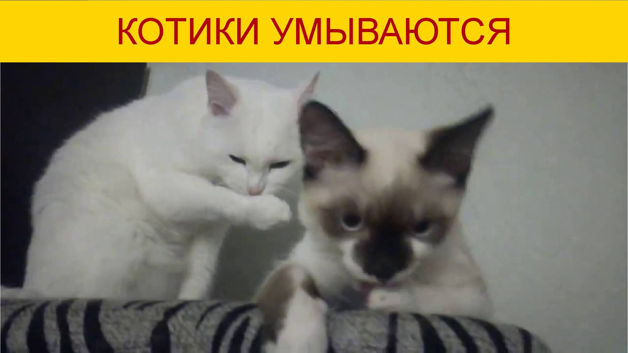 Котики умываются