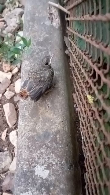 неожиданная встреча с птенцом...