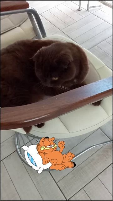 Дождался кожаных😻🙏👍#котики#наши питомцы#любовь
