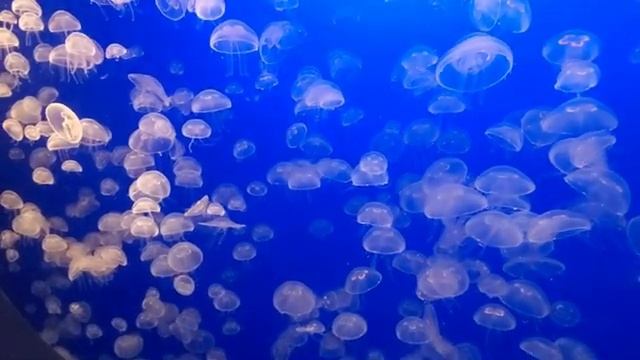 Тайны дикой природы: удивительные животные и их мир, ч.4