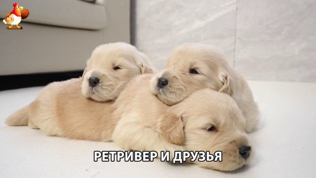 Золотистый ретривер и его друзья милые питомцы 🐕 выпуск (132)