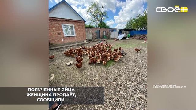 Жительнице Новоалександровска соцконтракт помог организовать личное подсобное хозяйство