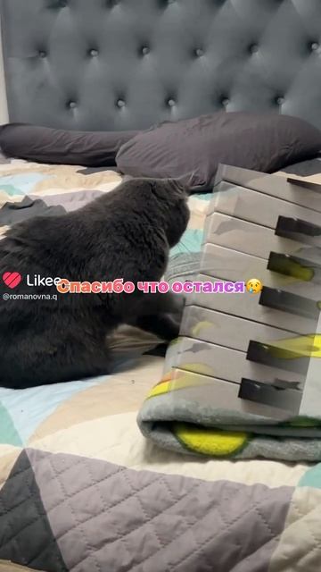 Муся играет на пианино #humor #cat #memes #funny