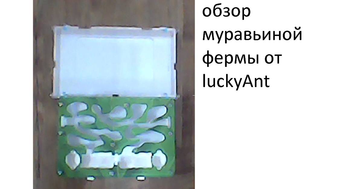 обзор муравьиной фермы luckyAnt