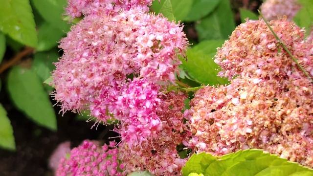 26 июня. утренняя прогулка в парке