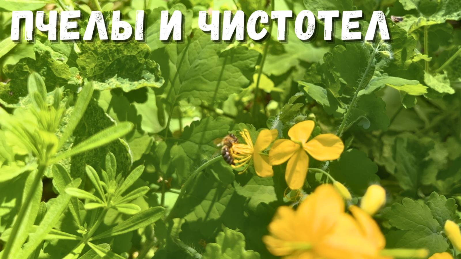 Пчелы и чистотел: Как пчелы работают на пасеке!