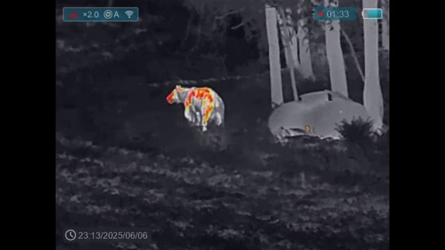 медведи пришли с проверкой.