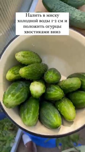 How to keep cucumbers fresh