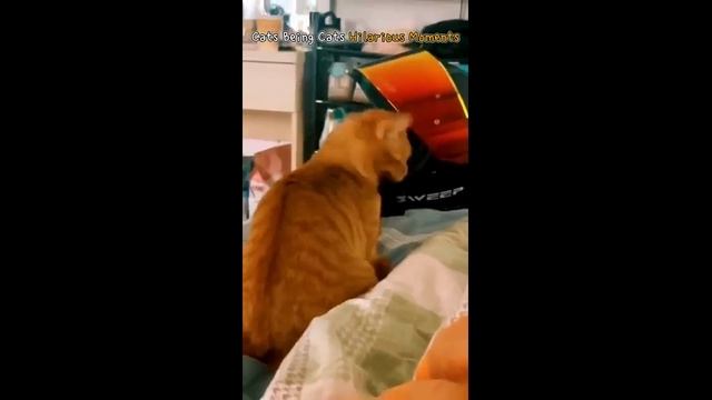 Смешные котики - часть 17