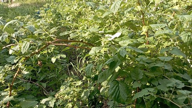 горе бизнесмен хочет мигрантов на работу