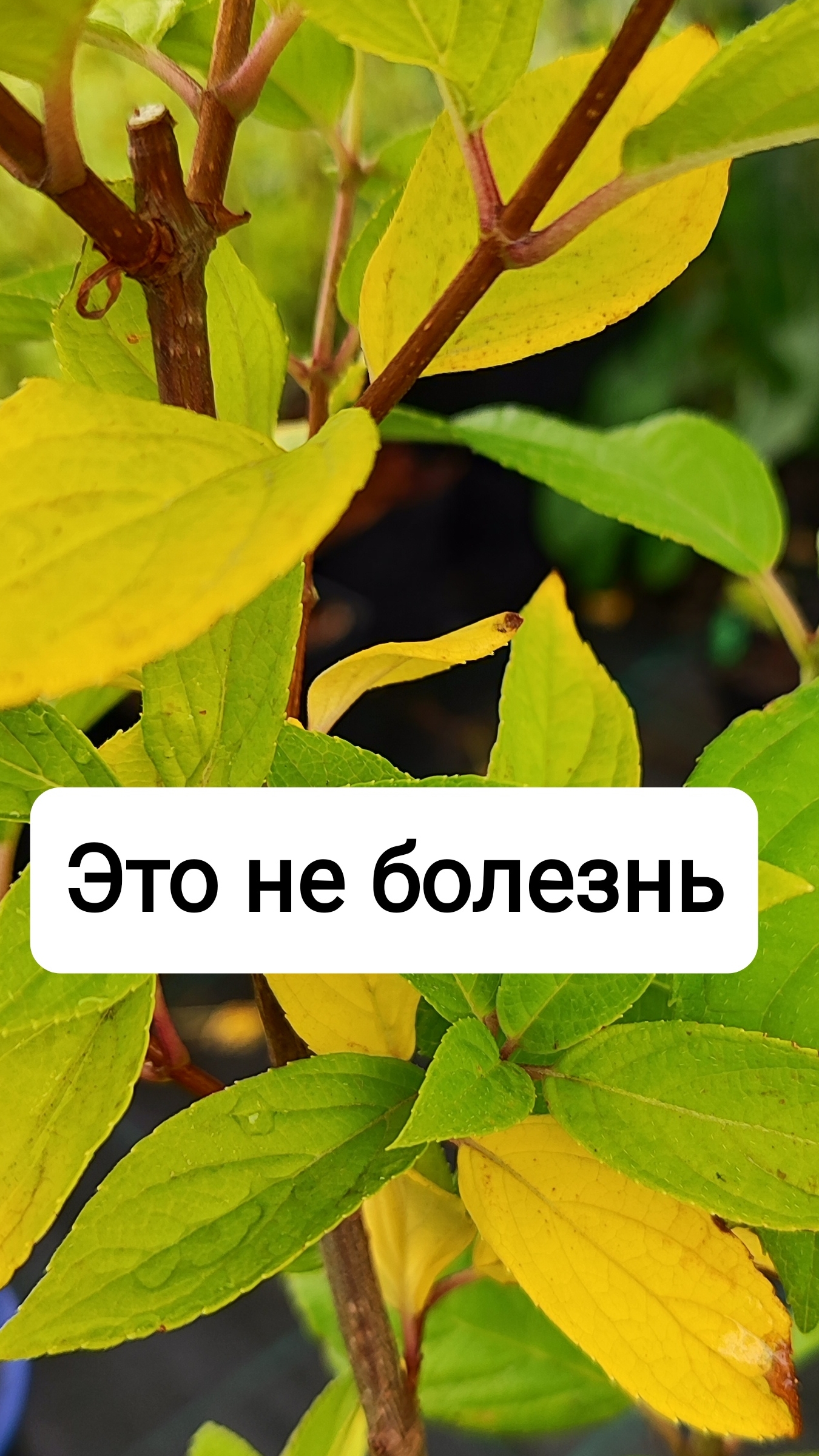 Почему желтеют листья у гортензии