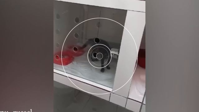 Вот почему немецкие овчарки - самые ЗАБАВНЫЕ СОБАКИ 2025 года.