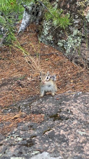 Бурундук на столбах