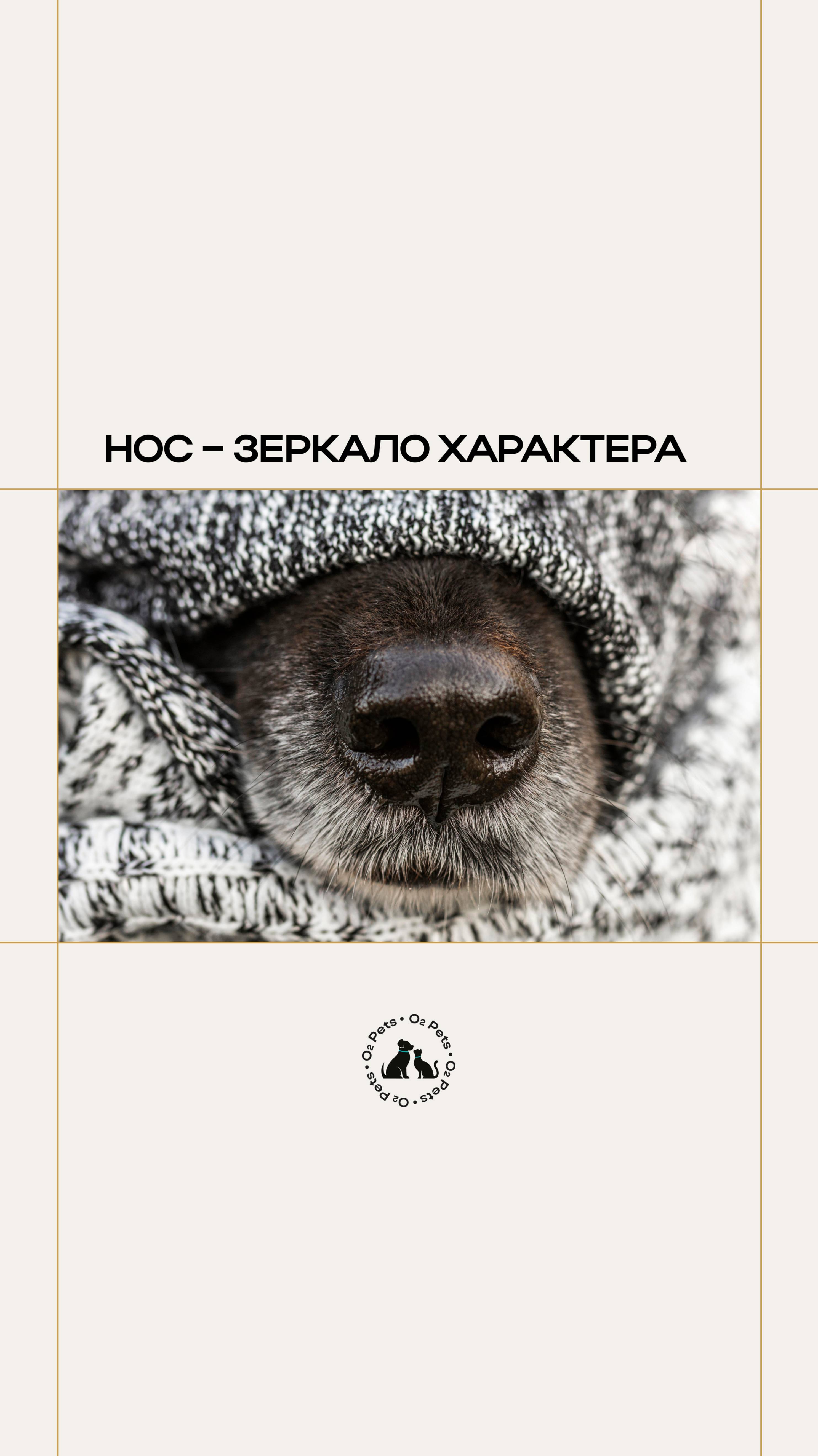 Нос – зеркало характера