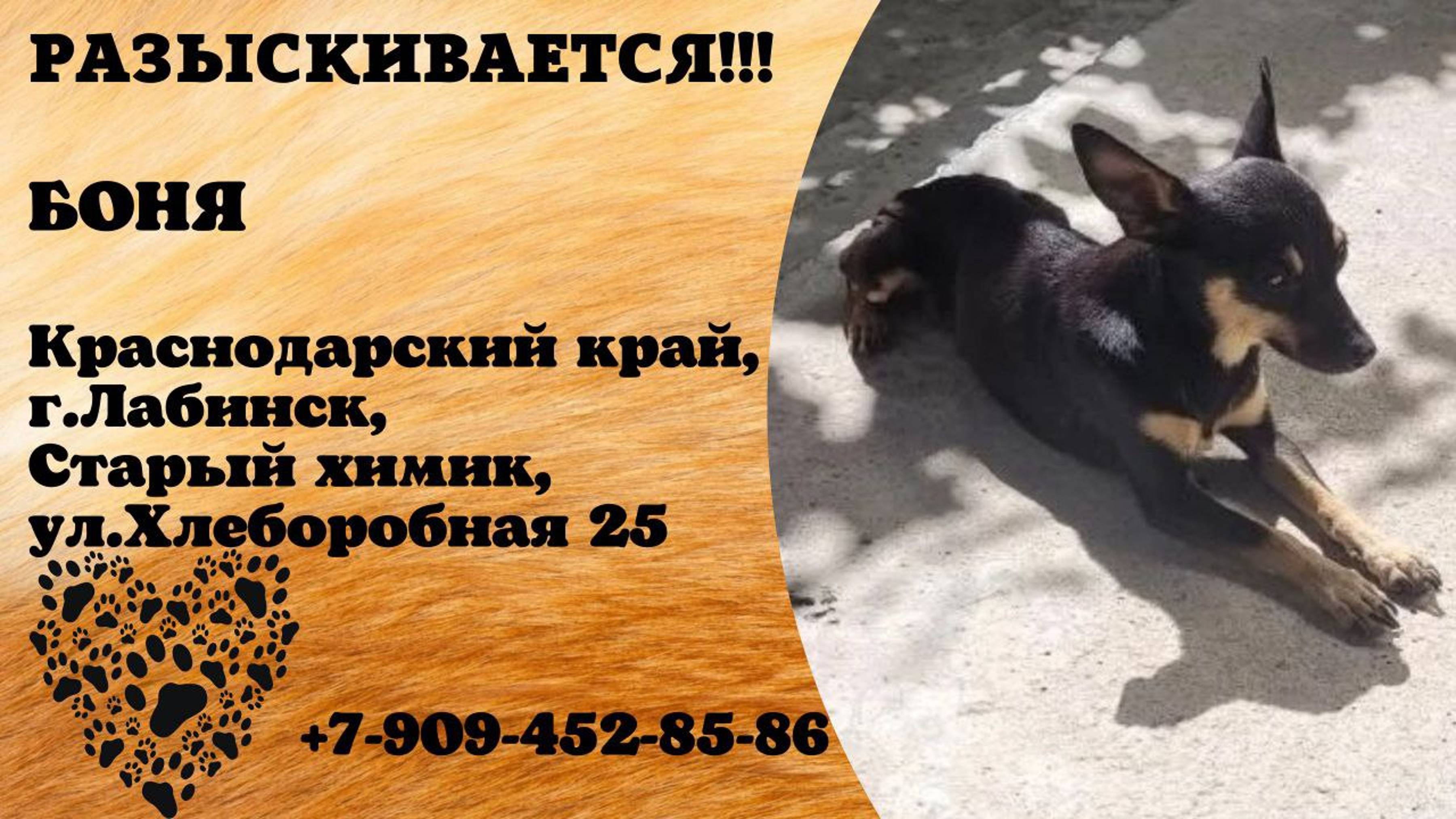 Пропала собака! БОНЯ. Краснодарский край, г. Лабинск