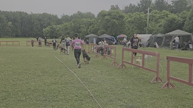 ОТКРЫТЫЙ СУКИ / КЧК ХАБАРОВСК 13 июня`25 В.Киселева Моно немецких овчарок