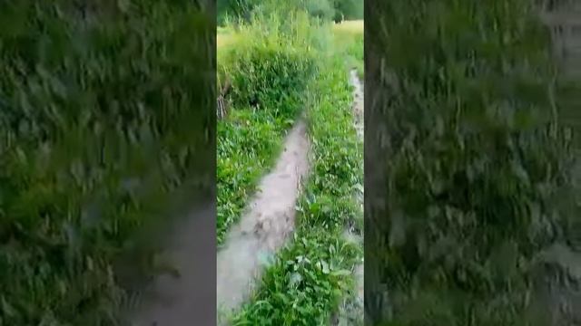 хорошо жить в деревне