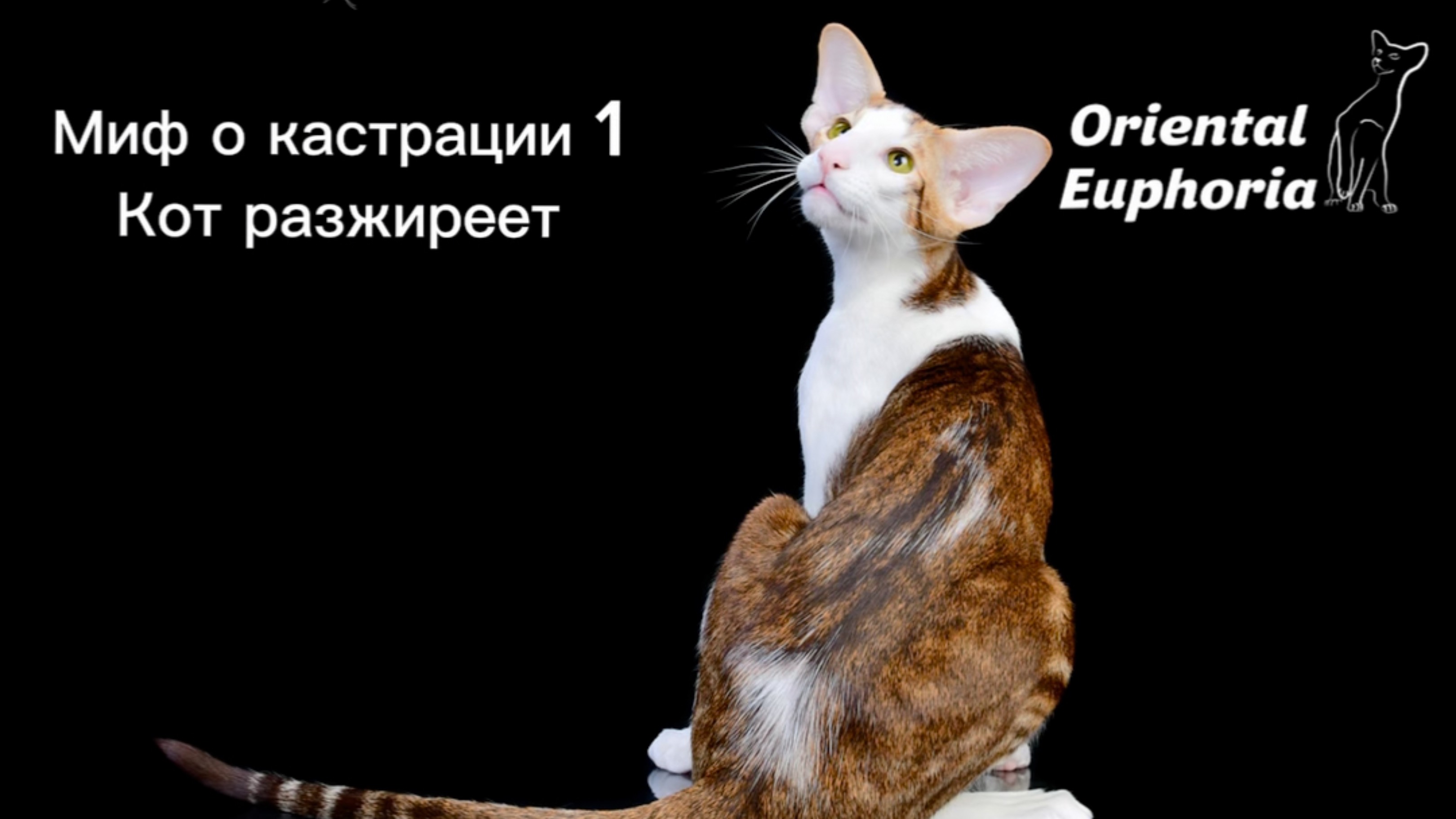Миф о кастрации 1
Кот разжиреет и обленится!