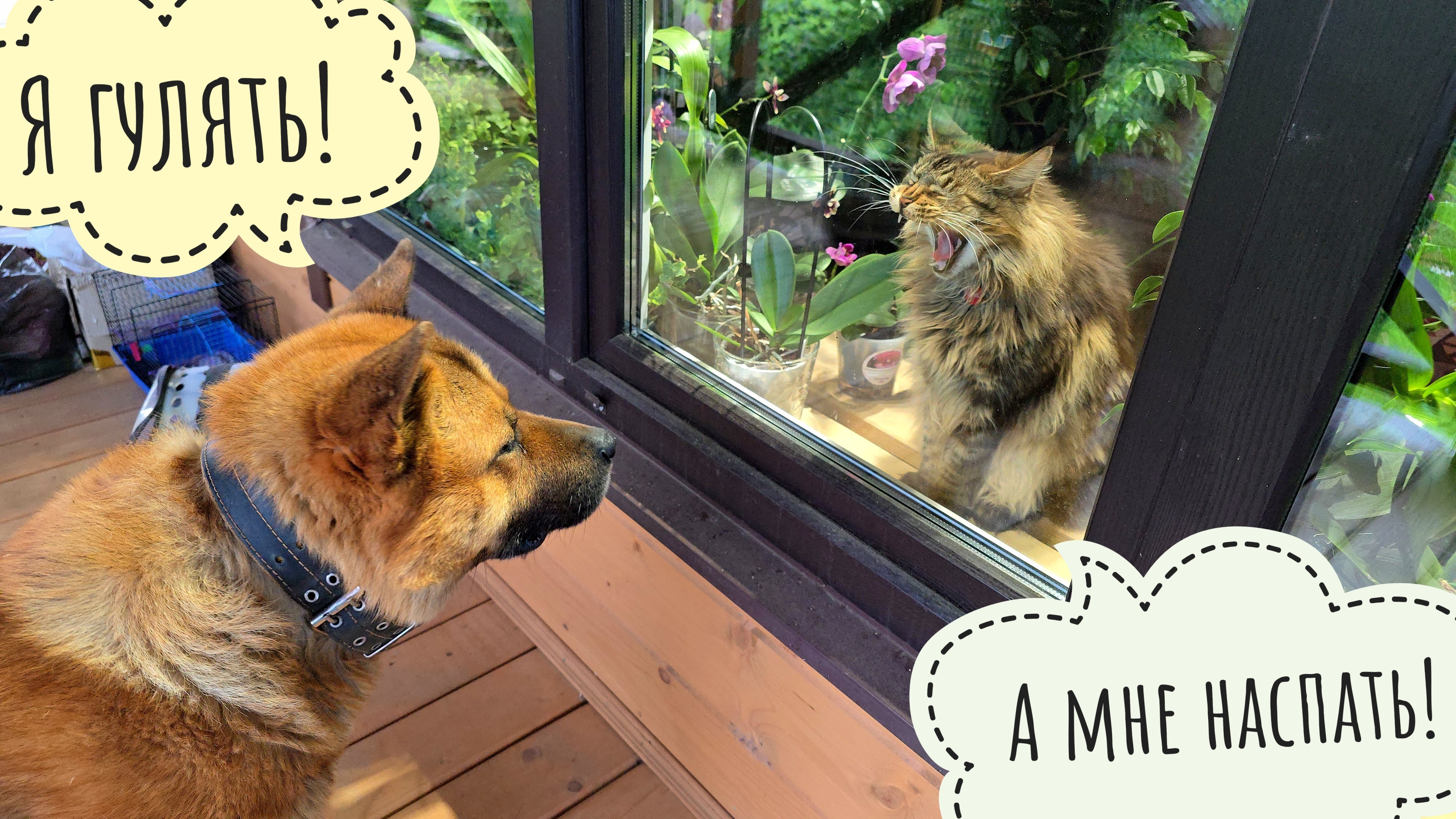 Выйду ночью в поле с Кубом! Остались м кошкой, собакой и совой одни на хозяйстве