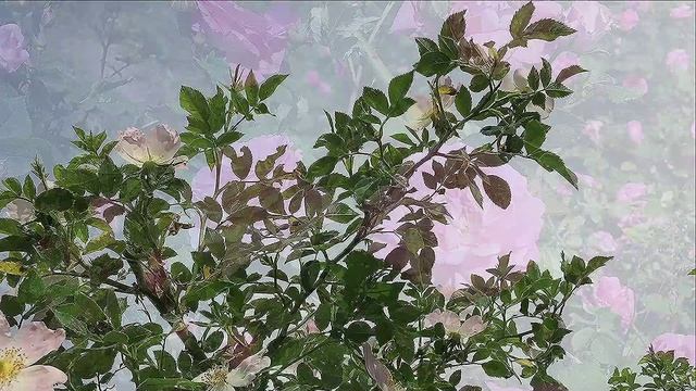 Скоро снова будет зима. Стихи и видеомонтаж мои. Музыка Николая Метнера