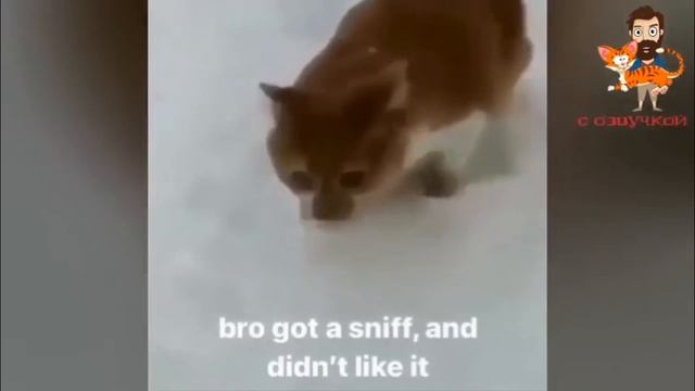 смешные коты🤣🤣🤣