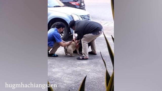 Даже большие собаки становятся маленькими при виде ветеринара Забавная реакция собаки