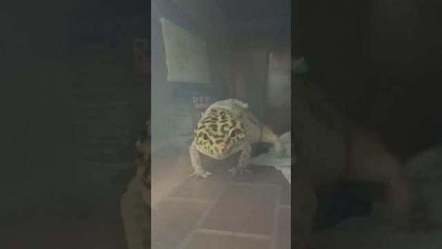 Мой любимый стрептизёр! Марти. 26 июня 2025 г.